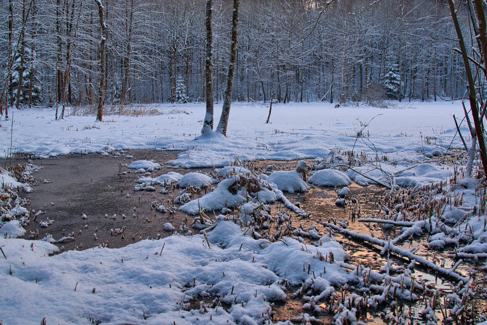 a snow covered field with trees and a path