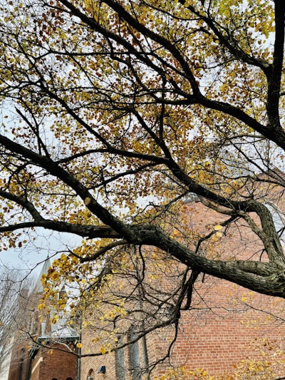 A large tree with bare, sprawling branches is in the foreground. The branches are laden with sparse, golden yellow leaves, suggesting autumn. Behind the tree, a brick building with pointed architectural elements is visible, indicating a historic or church-like structure.
