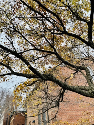 A large tree with bare, sprawling branches is in the foreground. The branches are laden with sparse, golden yellow leaves, suggesting autumn. Behind the tree, a brick building with pointed architectural elements is visible, indicating a historic or church-like structure.