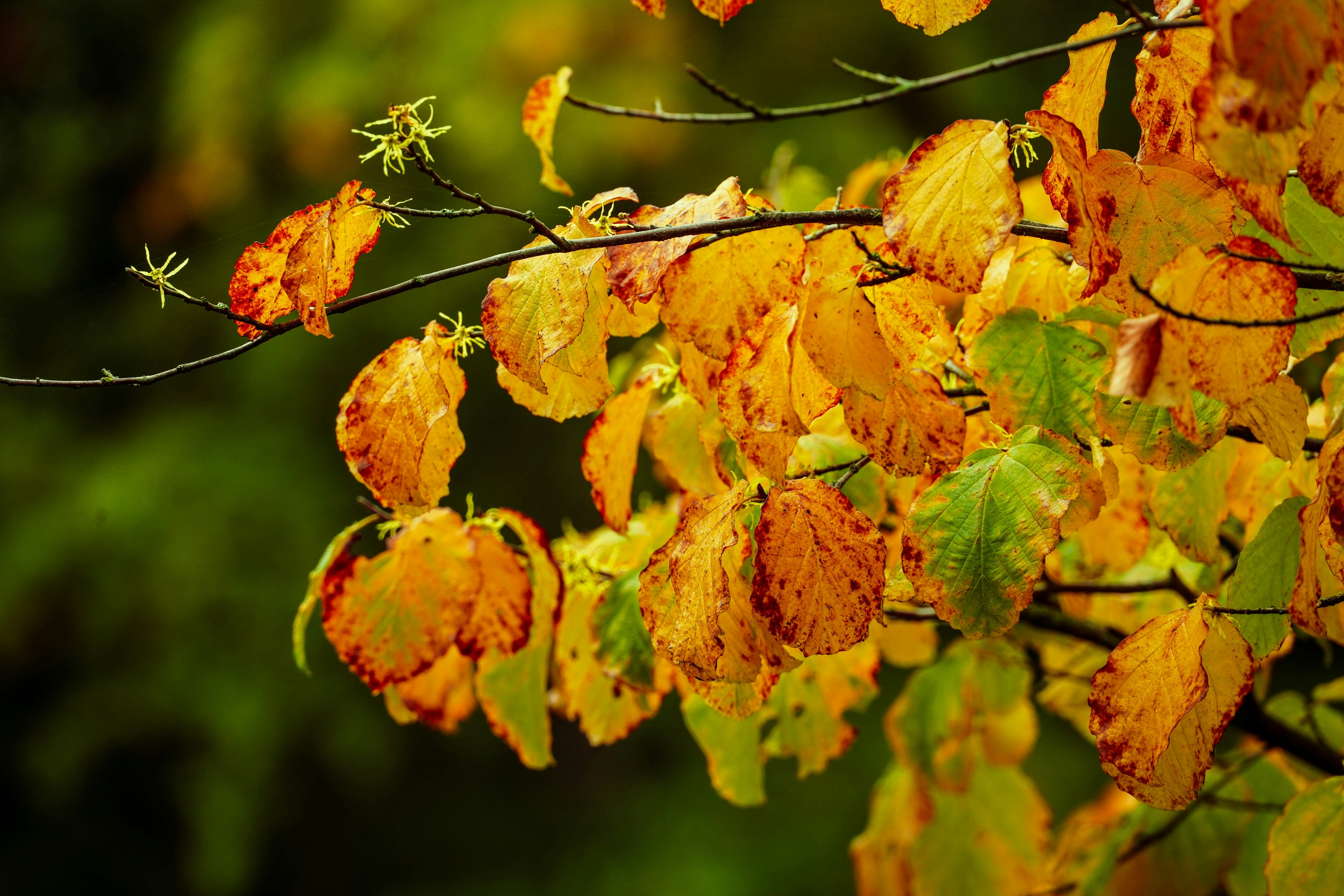 Photo by hooverpaul55