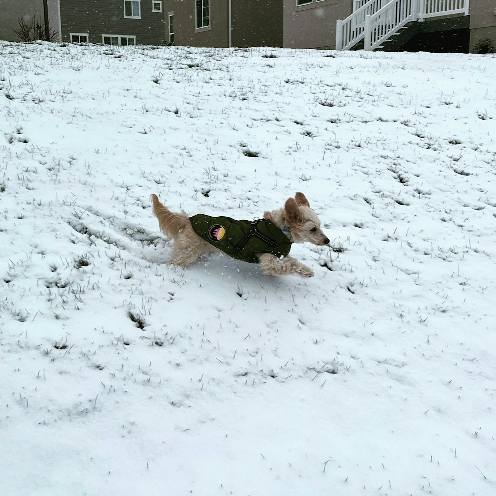 a small dog in a green coat running in the snow