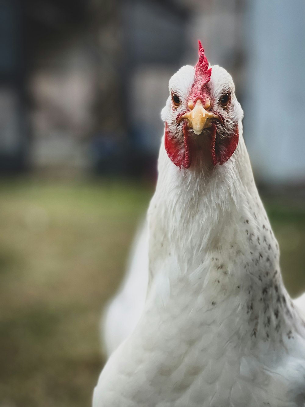 a close up of a white chicken with a red comb