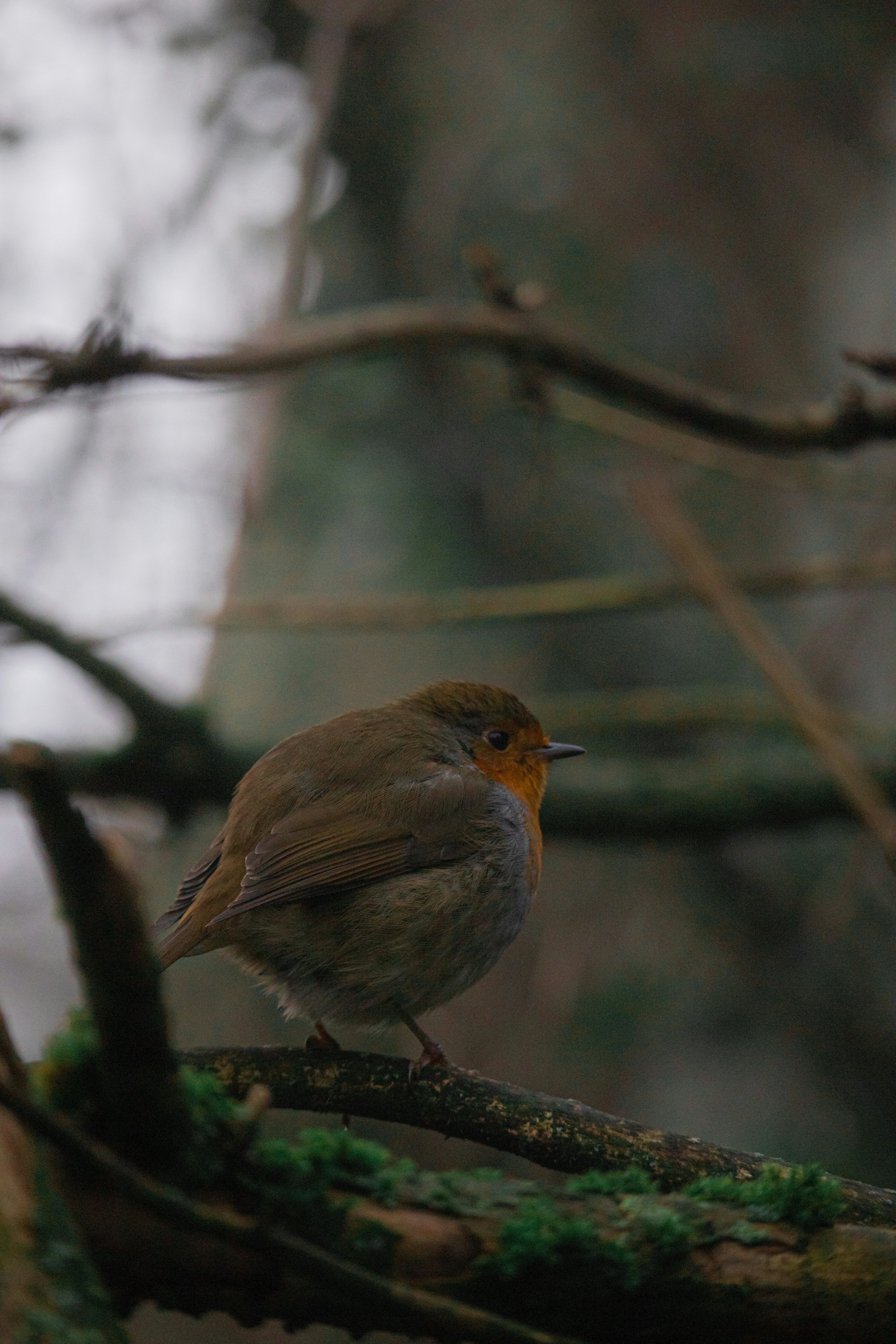 Photo by matchaforest