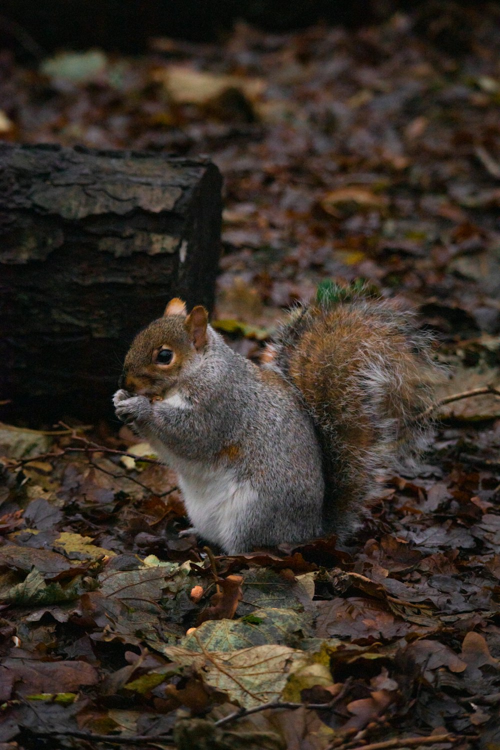 a squirrel standing on top of a pile of leaves