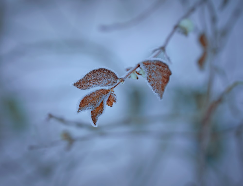 a branch with some leaves covered in snow