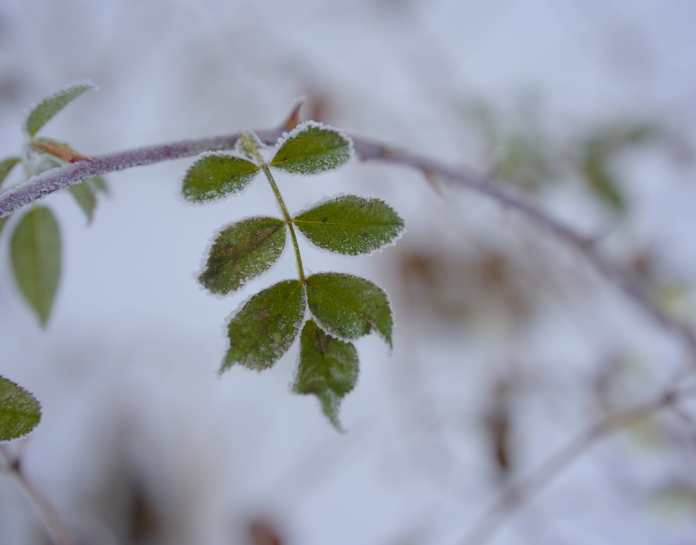 a close up of a leaf on a tree branch