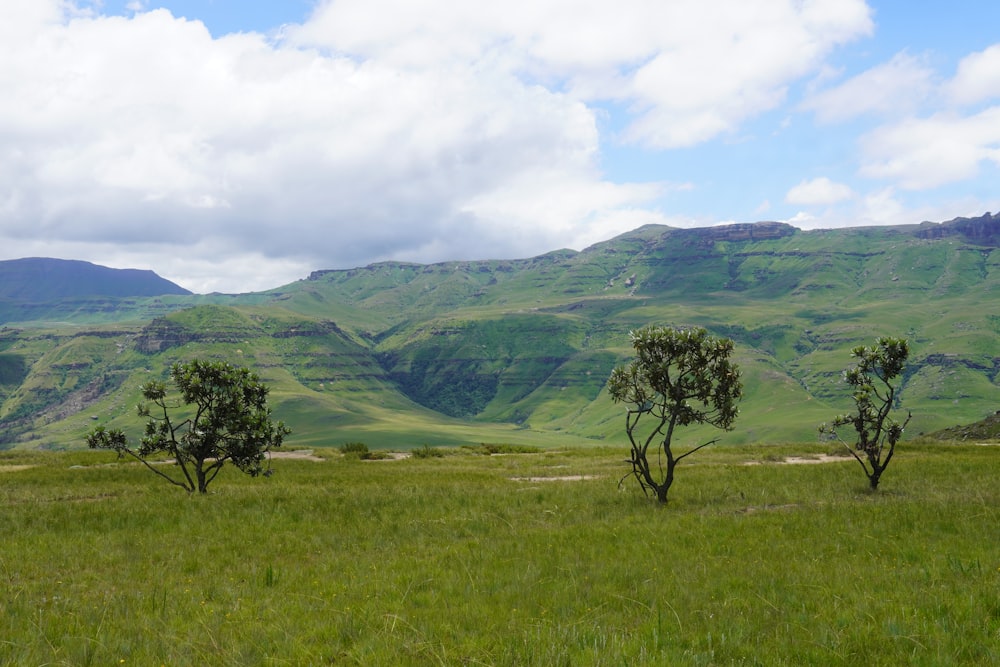 un champ herbeux avec des arbres et des montagnes en arrière-plan