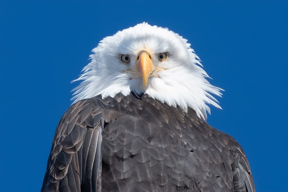 a close up of a bald eagle against a blue sky