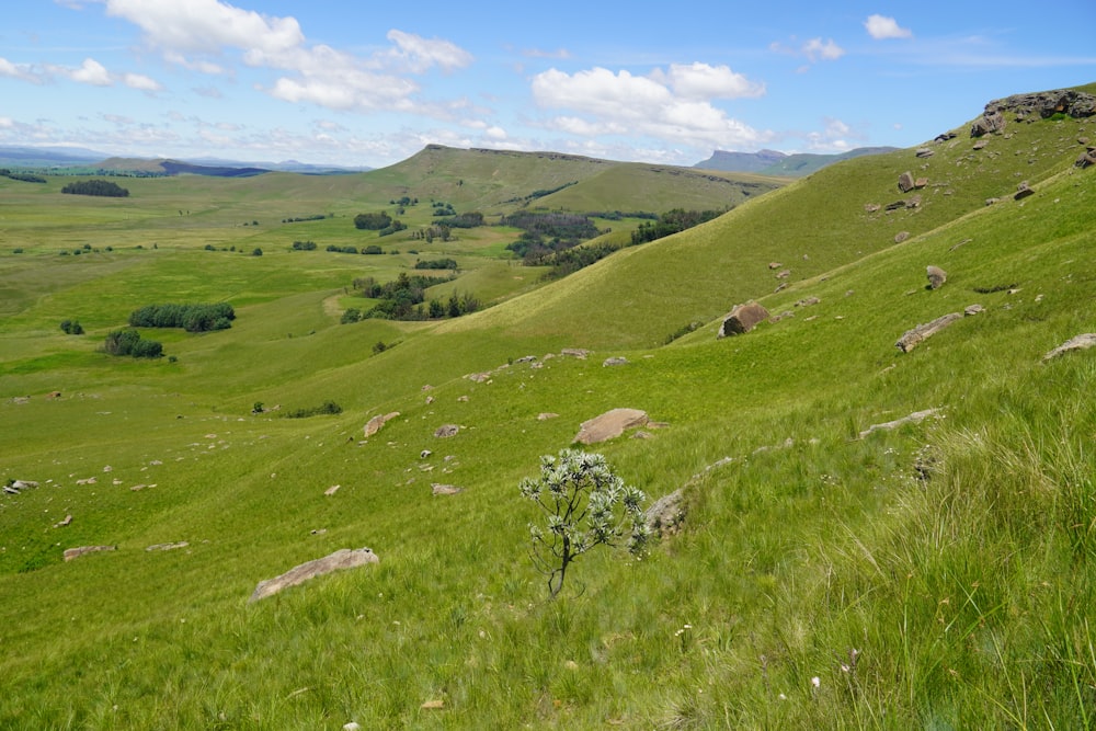 une colline verdoyante couverte de beaucoup d’herbe