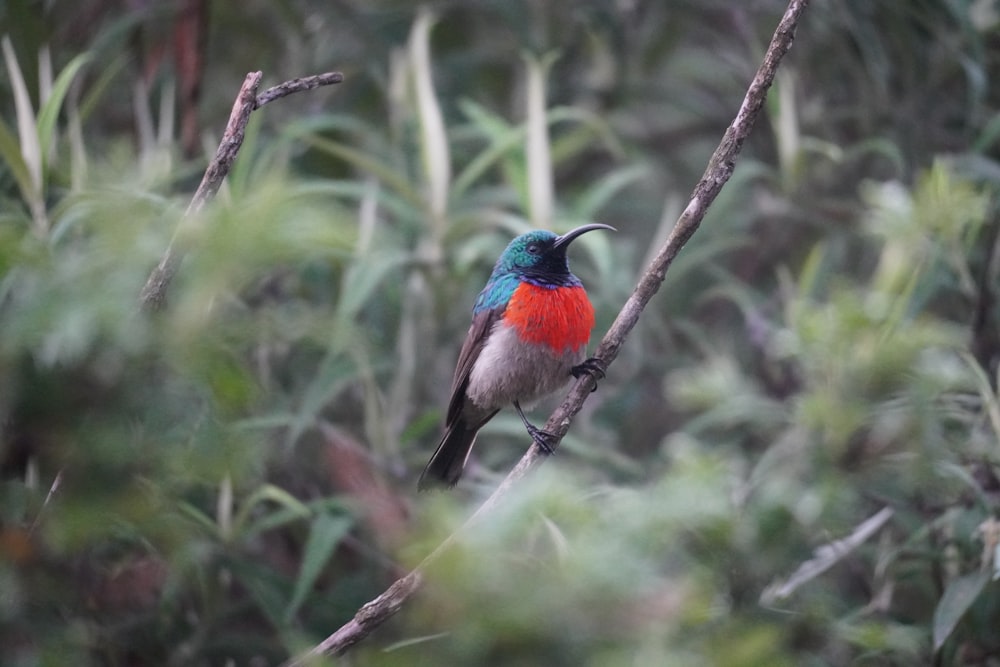 um pássaro colorido sentado em um galho em uma floresta