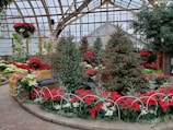 A lush greenhouse featuring a variety of Christmas-themed plants and decorations. Poinsettias in vibrant red and white bloom alongside green foliage, surrounding small evergreen trees adorned with tiny lights. The glass ceiling and walls allow natural light to illuminate the festive scene.
