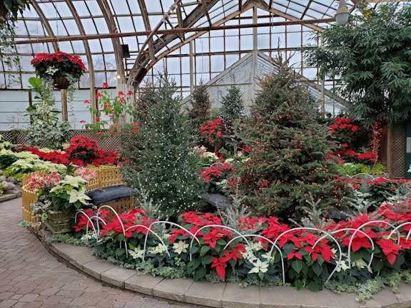 A lush greenhouse featuring a variety of Christmas-themed plants and decorations. Poinsettias in vibrant red and white bloom alongside green foliage, surrounding small evergreen trees adorned with tiny lights. The glass ceiling and walls allow natural light to illuminate the festive scene.