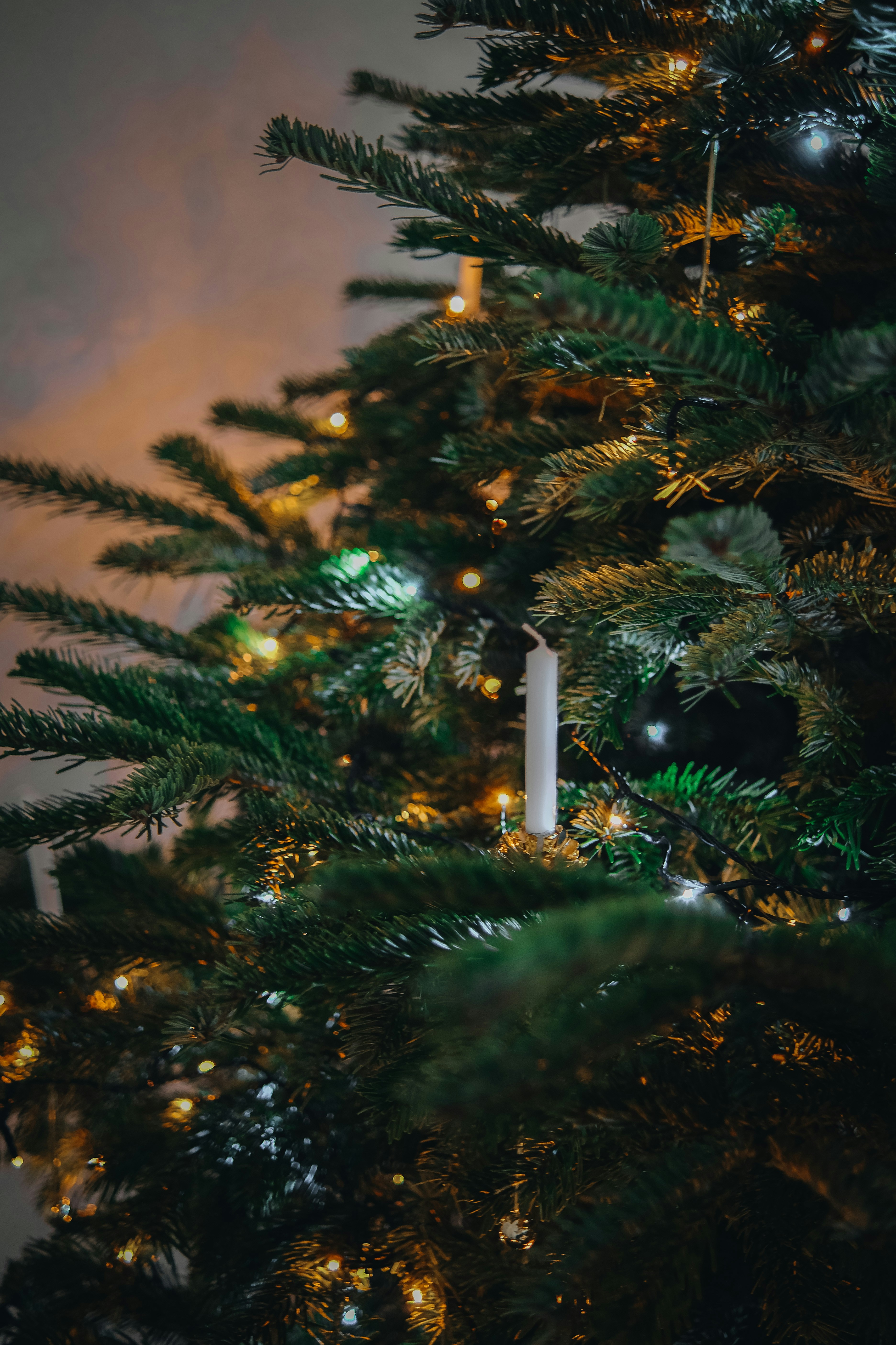 Unsplashで見つけるクリスマスツリーの無料写真