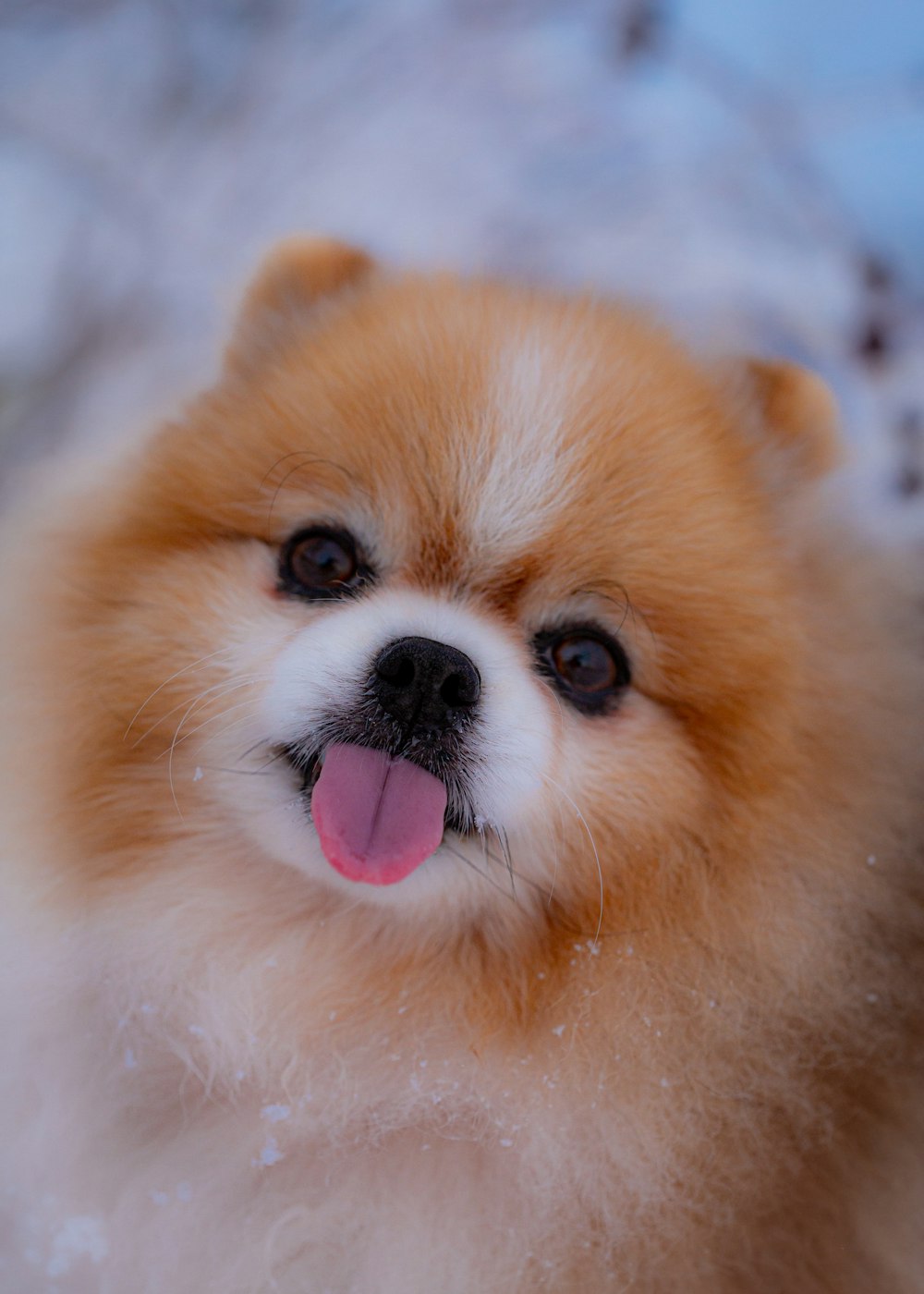um pequeno cão marrom e branco de pé na neve