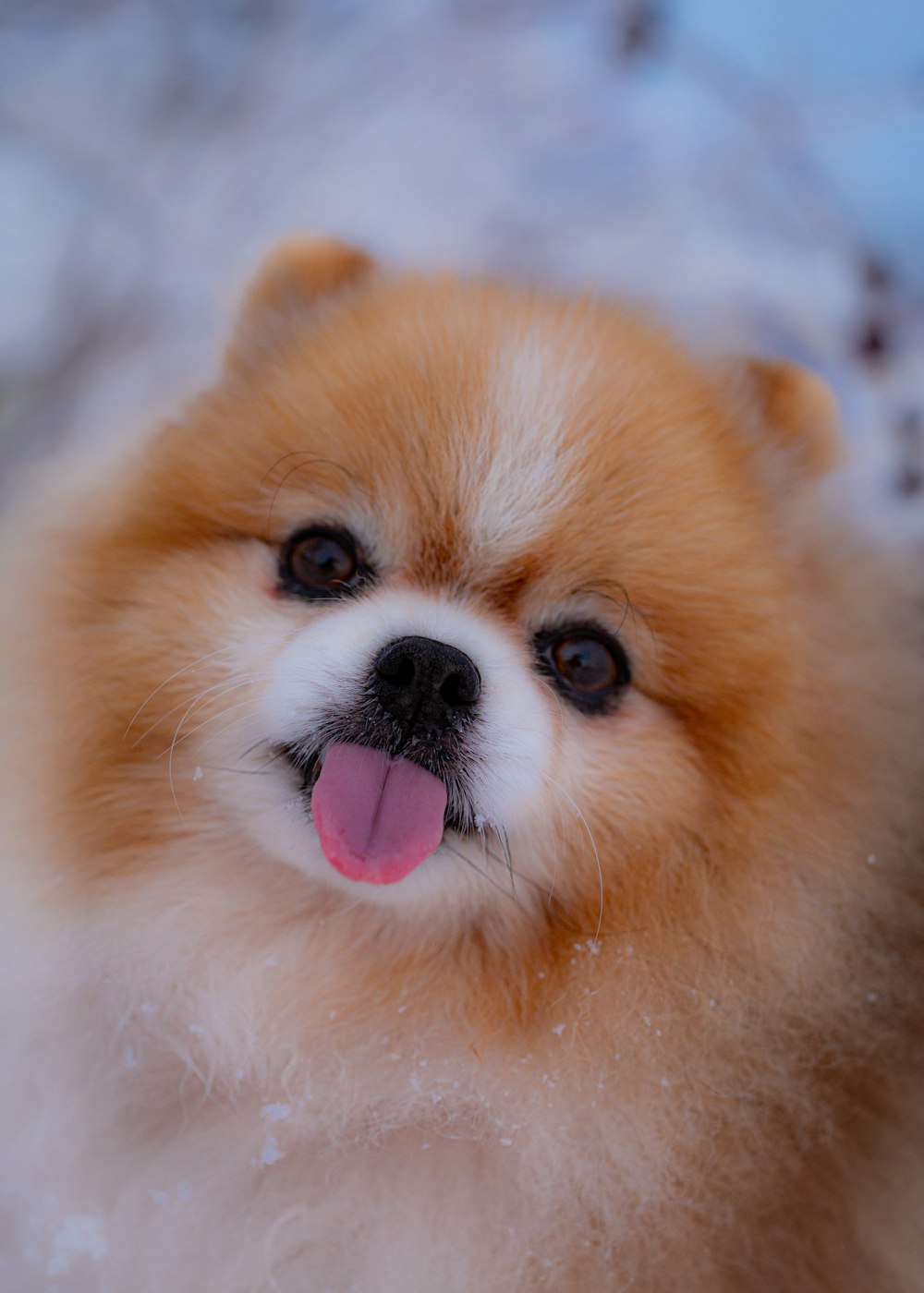 a small brown and white dog standing in the snow