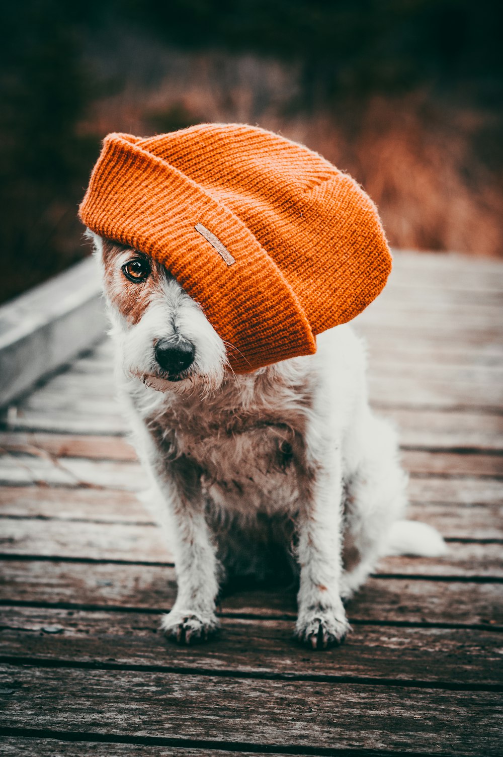 Ein kleiner weißer Hund mit orangefarbenem Hut