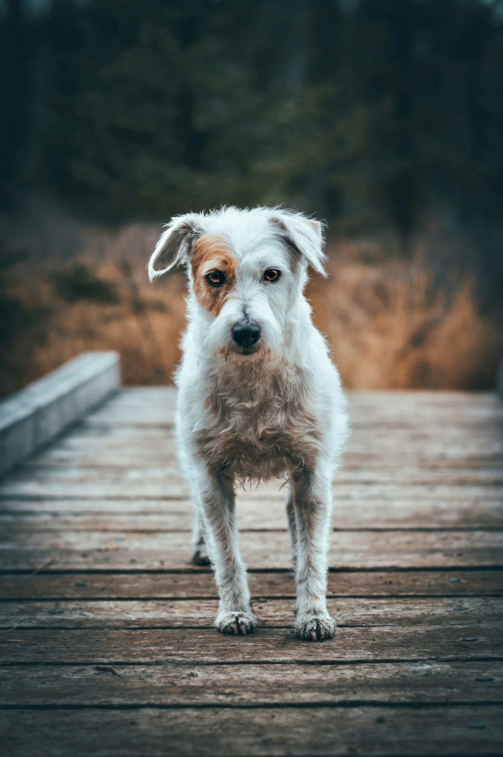 a white dog standing on a wooden bridge
