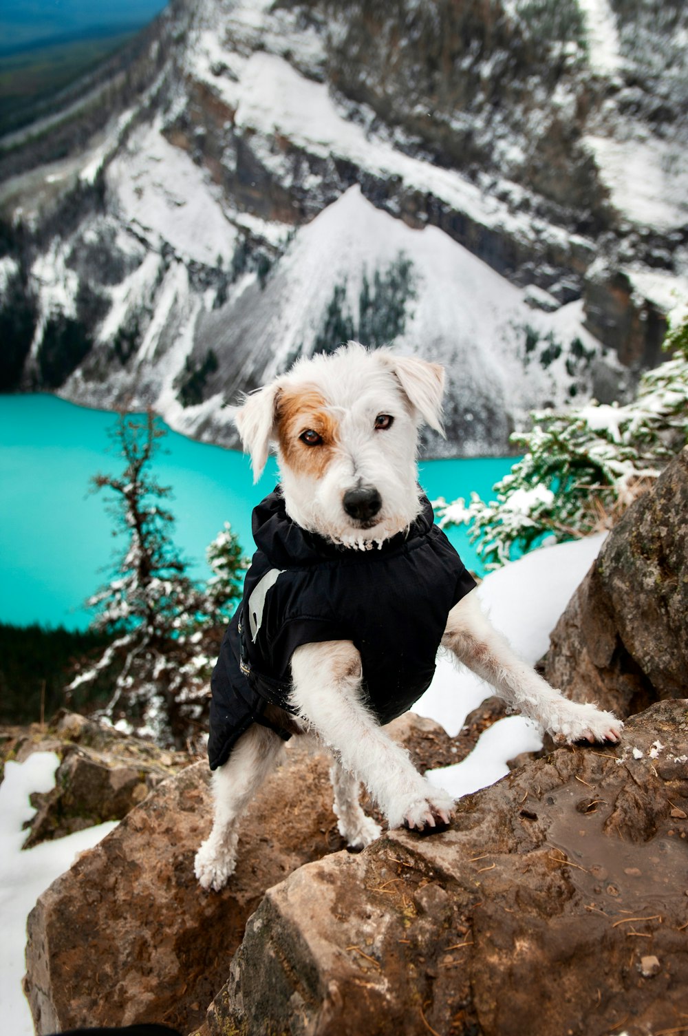 a white dog wearing a black shirt standing on a rock