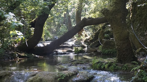 A serene forest scene showing a clear stream flowing through lush greenery.