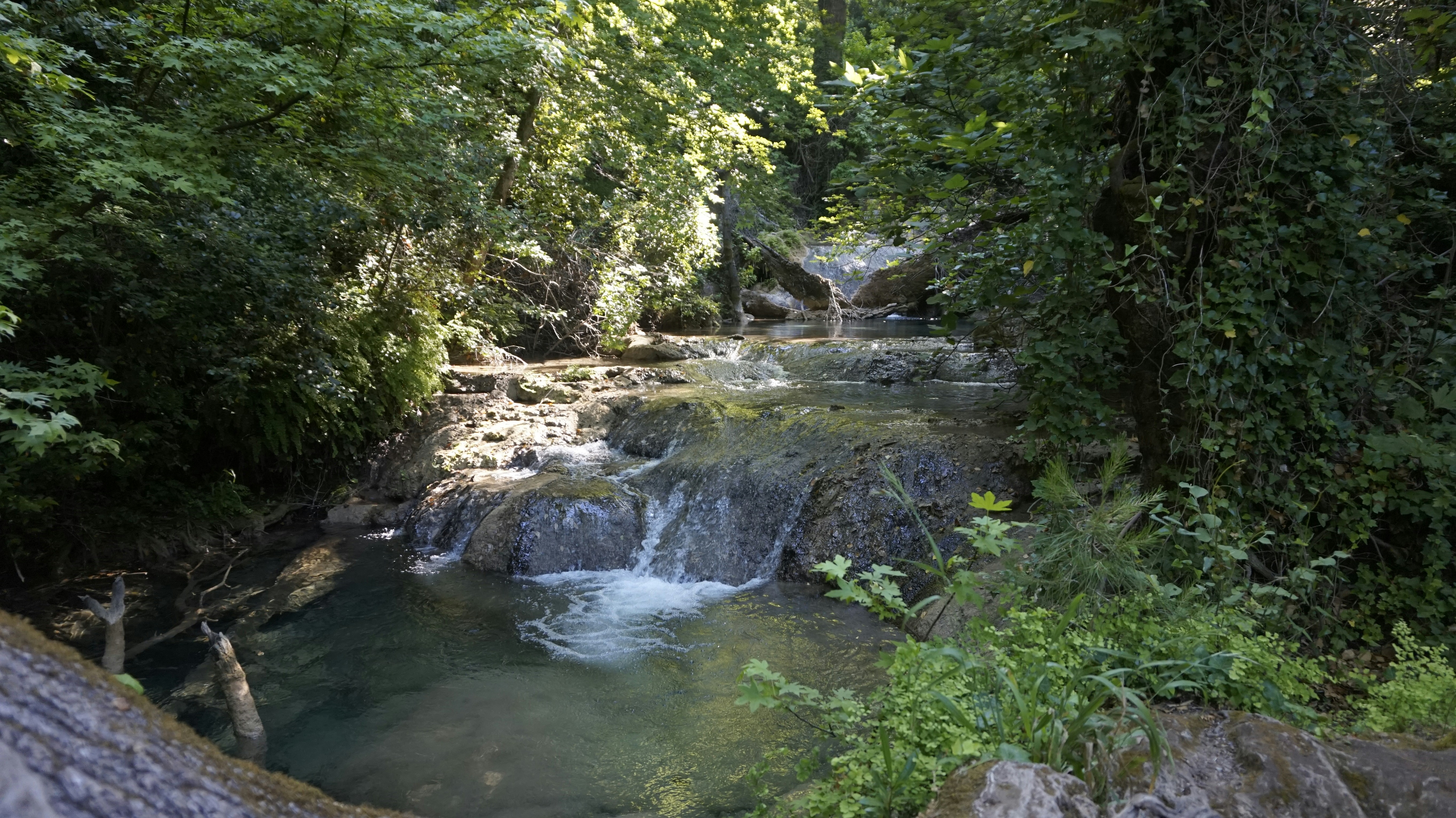 a small stream running through a lush green forest