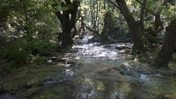 A serene forest scene with a gentle stream flowing through mossy rocks. Tall, lush trees with thick foliage form a canopy overhead, allowing dappled sunlight to filter through and illuminate the water. The atmosphere is tranquil and untouched, resonating with the sounds and sights of nature.