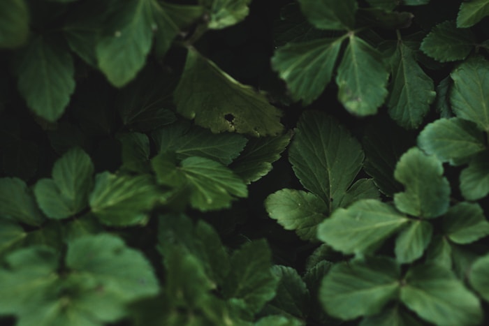 #1060 free mint