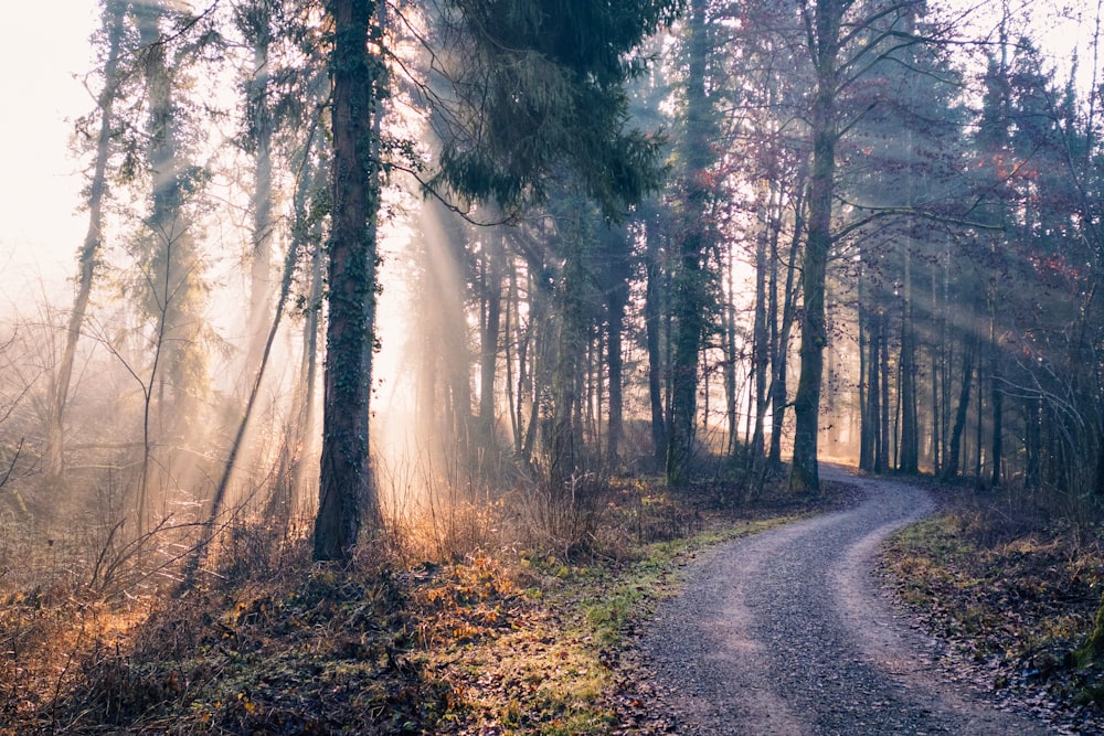 a path in the middle of a wooded area