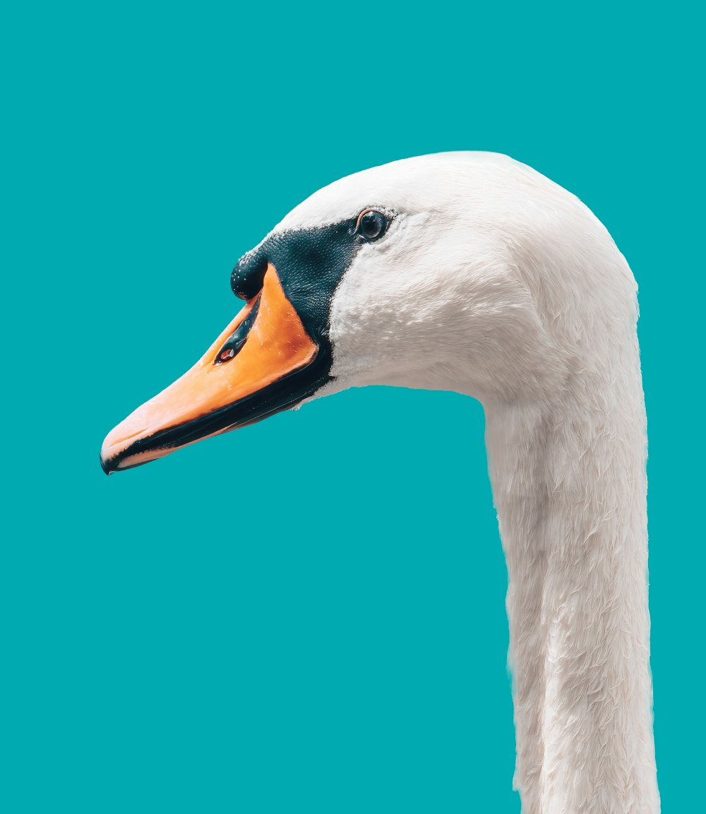a close up of a white swan with a blue background