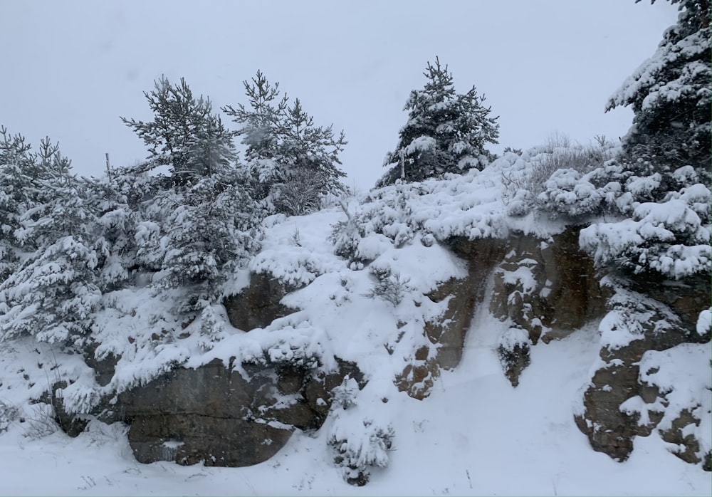 a group of trees covered in snow next to a cliff