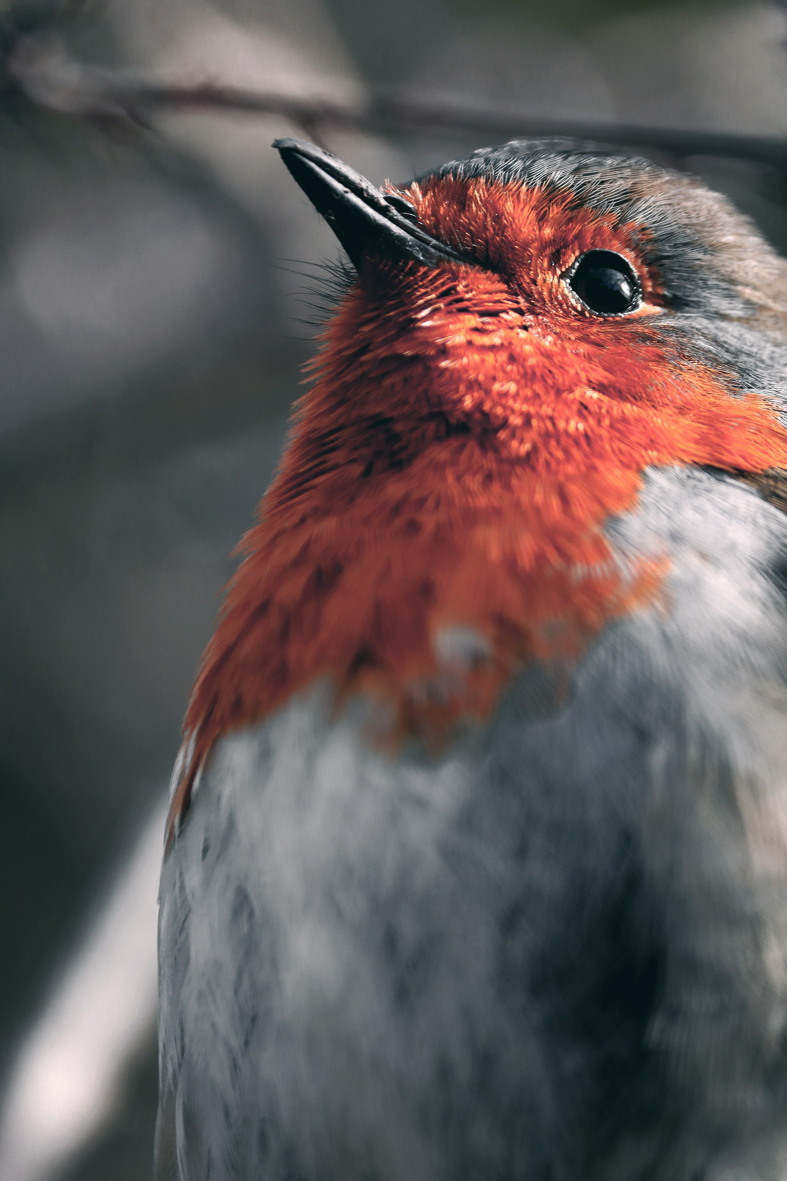 a close up of a bird on a branch