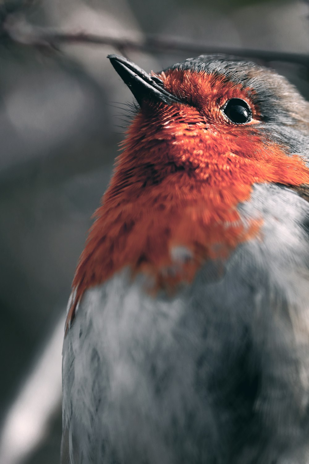 a close up of a bird on a branch