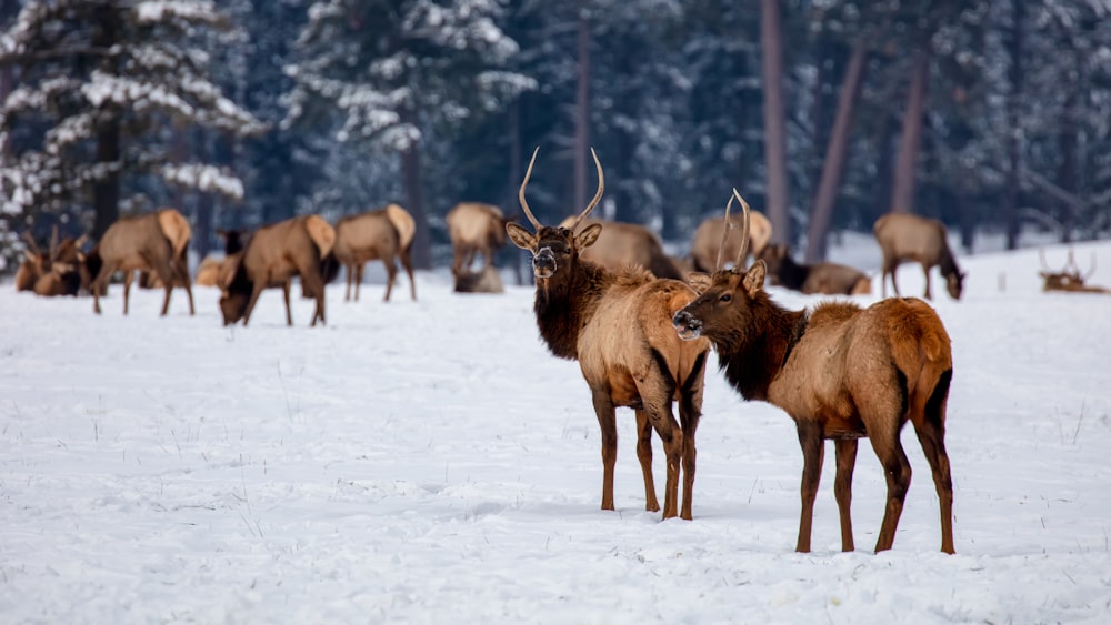 a herd of elk standing on top of a snow covered field