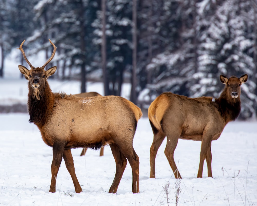 Ein paar Rehe stehen auf einem schneebedeckten Feld