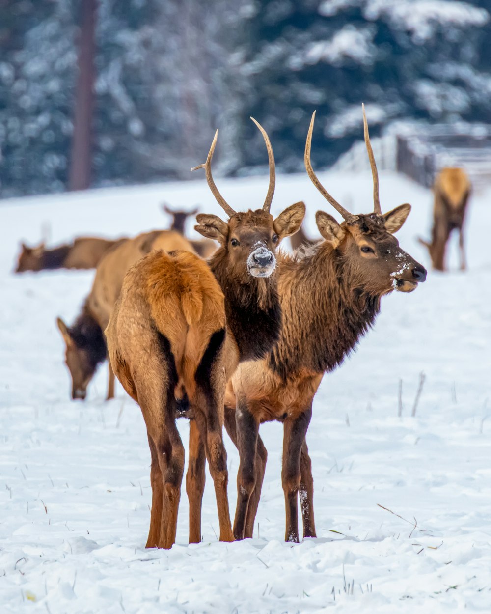 a herd of deer standing on top of a snow covered field