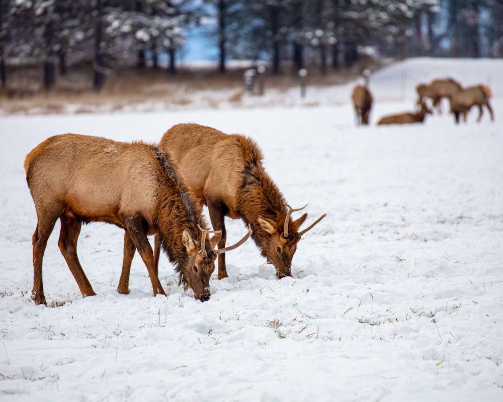 a herd of elk grazing in a snow covered field