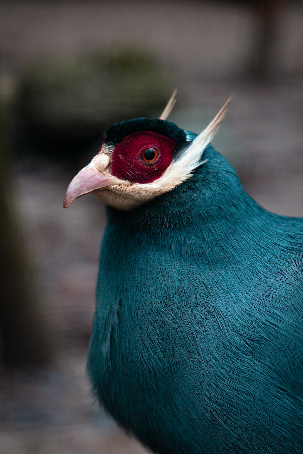a close up of a blue bird with a red head