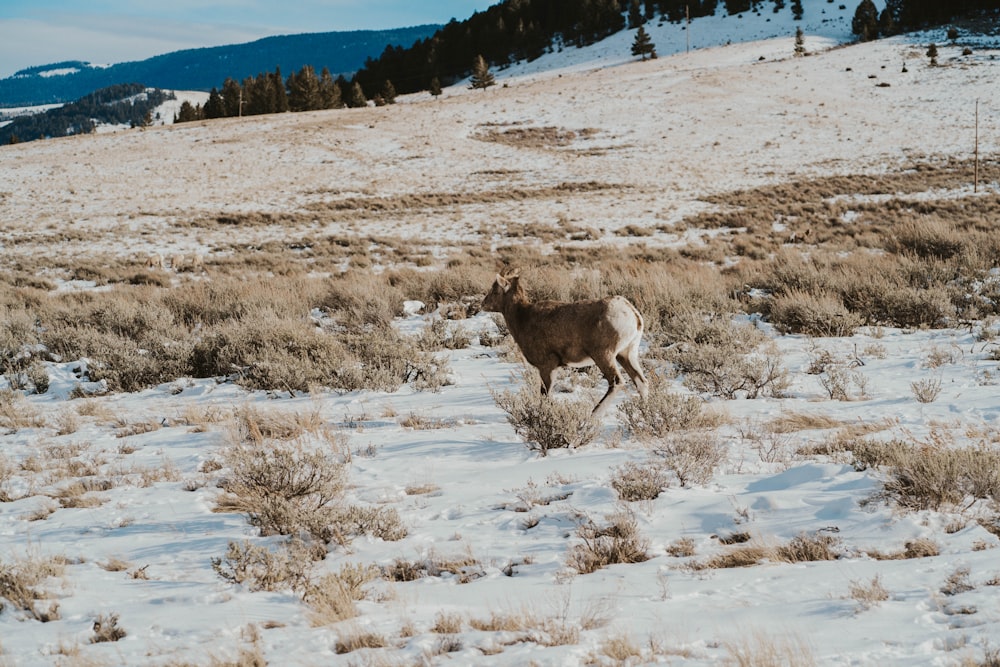 a big horned animal walking through a snow covered field