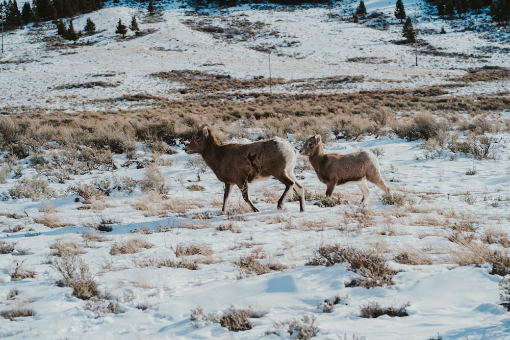 a couple of animals walking across a snow covered field