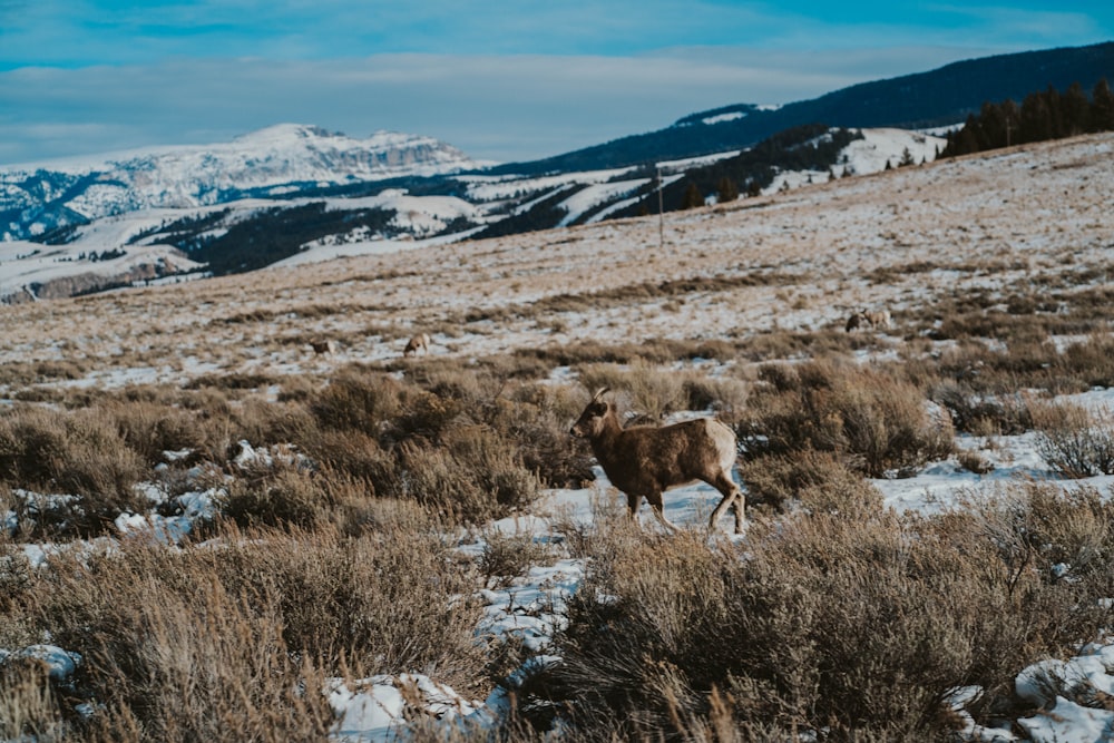 a mountain goat standing in a snowy field