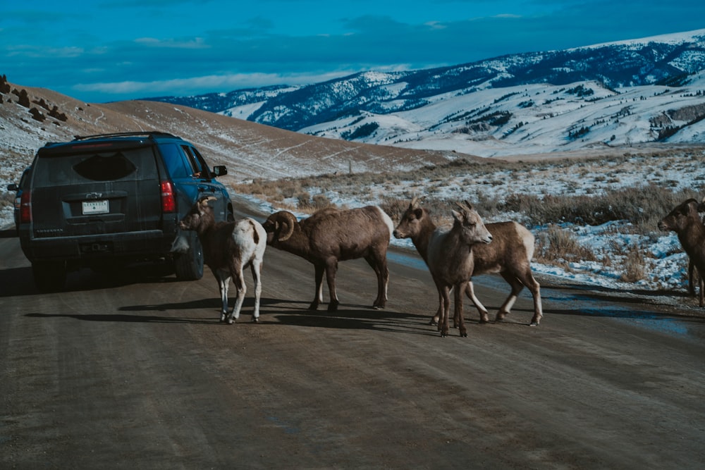 Un groupe d’animaux traversant la route devant un camion