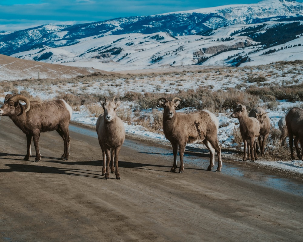 a herd of rams standing on the side of a road