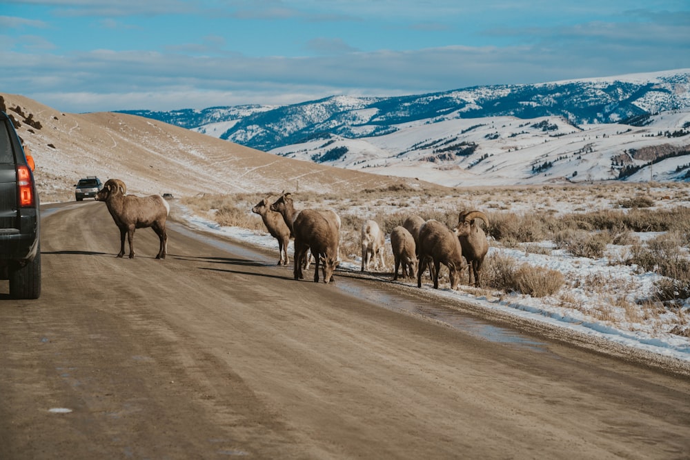 a herd of animals walking across a dirt road