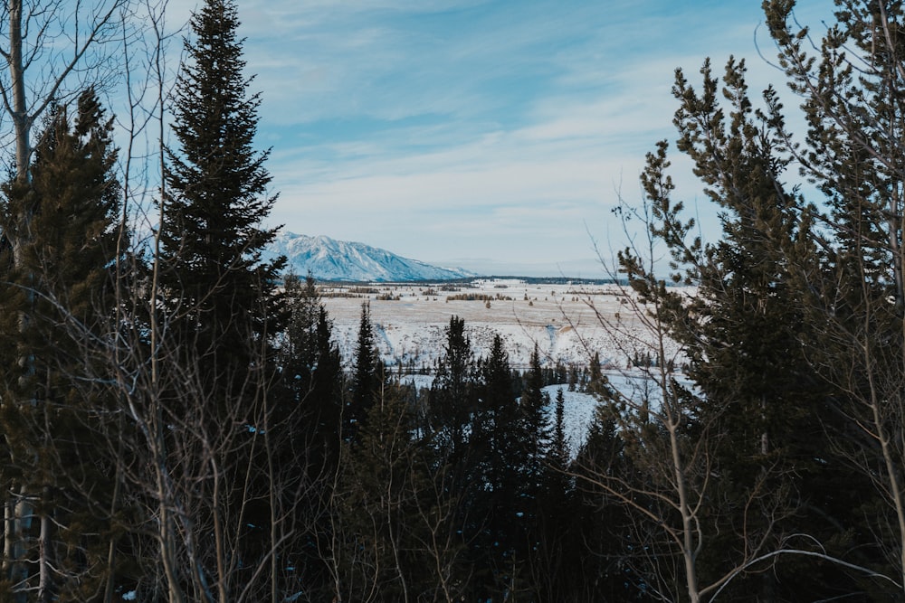 a snow covered field with trees and a mountain in the background