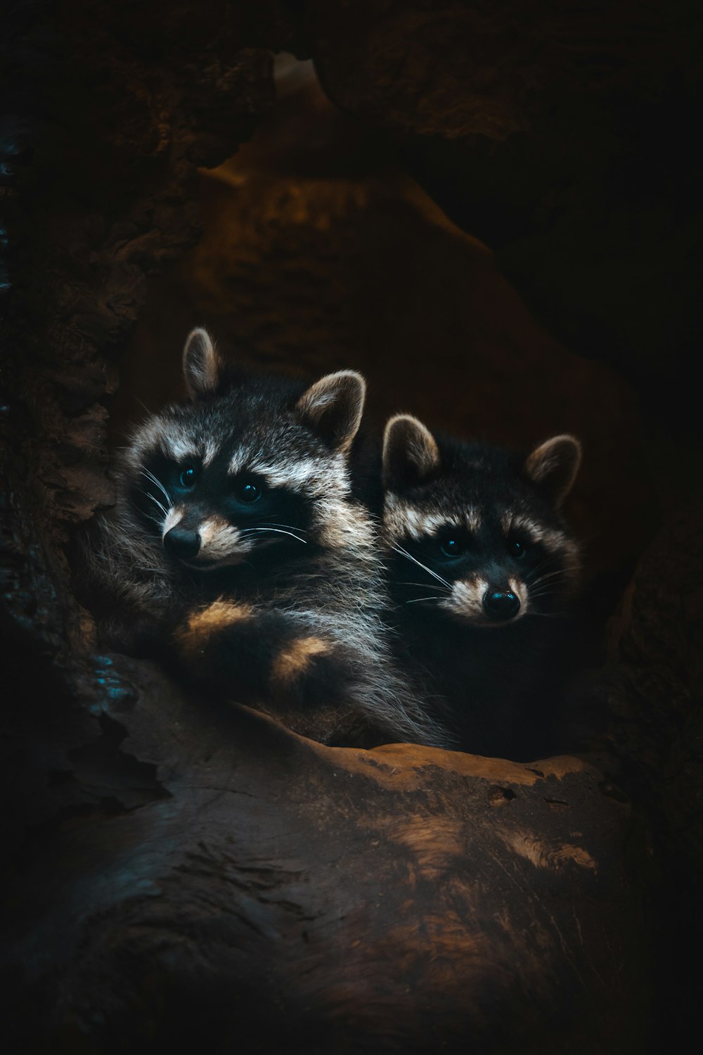 a couple of raccoons sitting on top of a rock