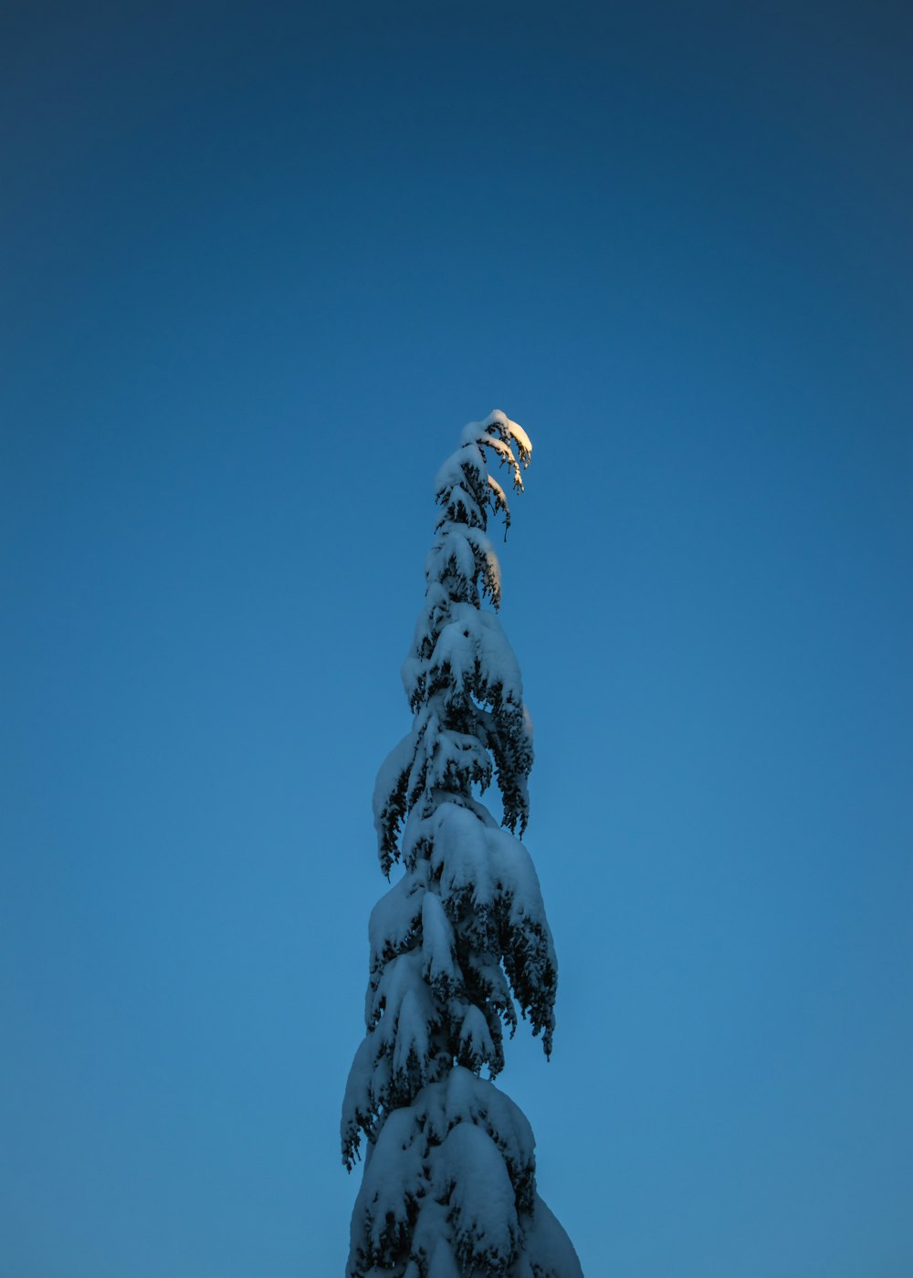 a tall tree covered in snow under a blue sky