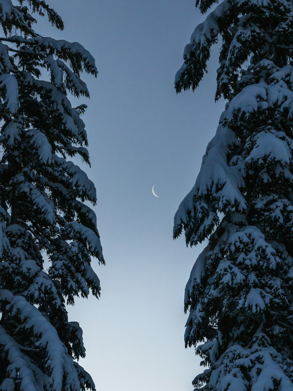 a couple of trees that are covered in snow