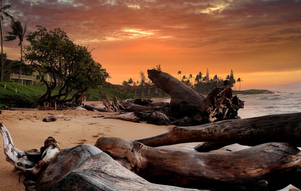 a beach that has a lot of driftwood on it