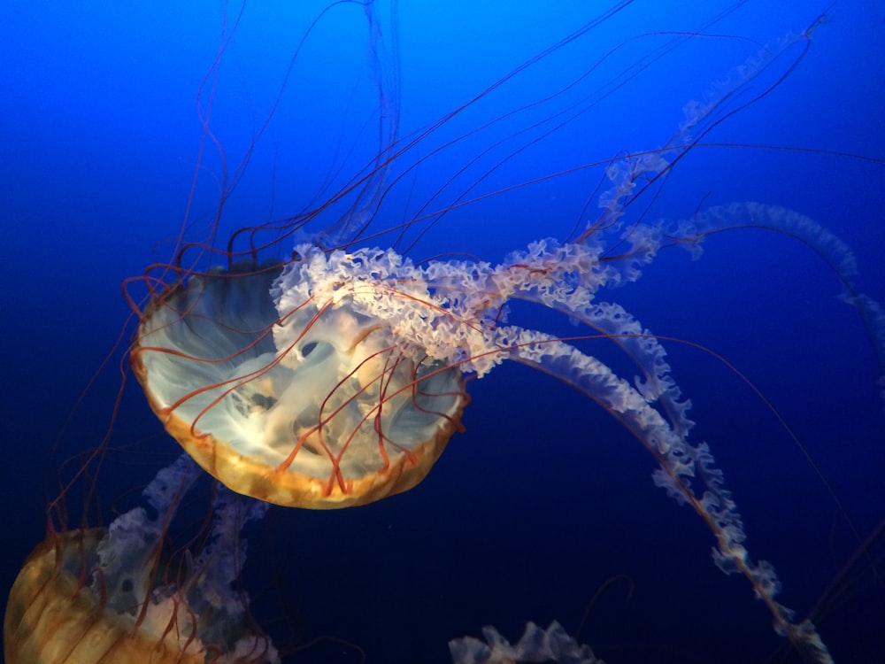 a jellyfish swims in the deep blue water