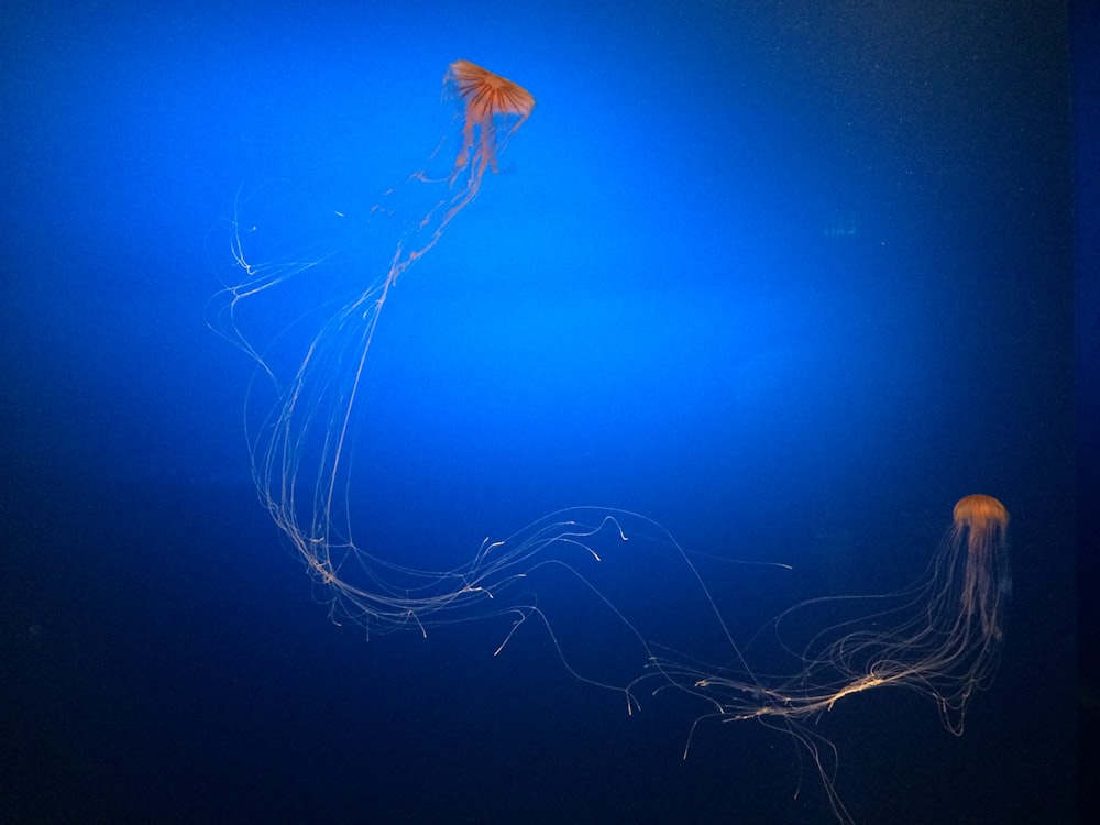 a couple of jellyfish swimming in a blue ocean