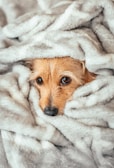 A small, brown dog with soulful eyes peeks out from within a fluffy gray blanket, creating a cozy and comforting scene.